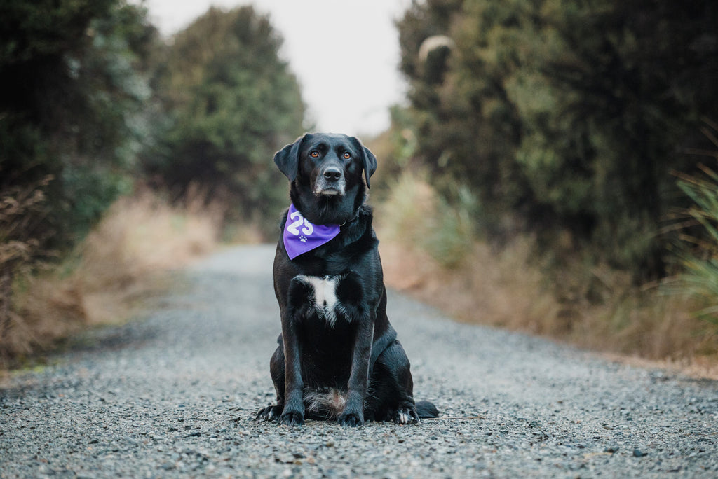 Barkrun Dog Milestone Bib Set image 1