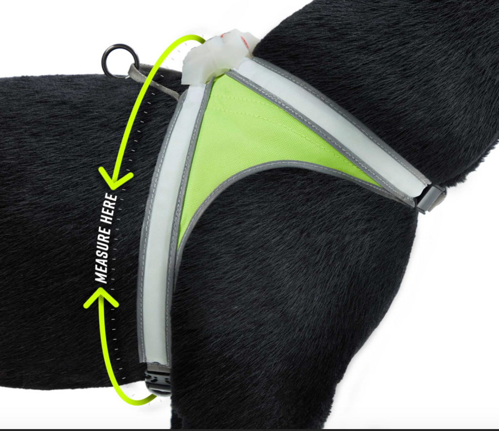 Noxgear Lighthound LED Dog Vest image 3