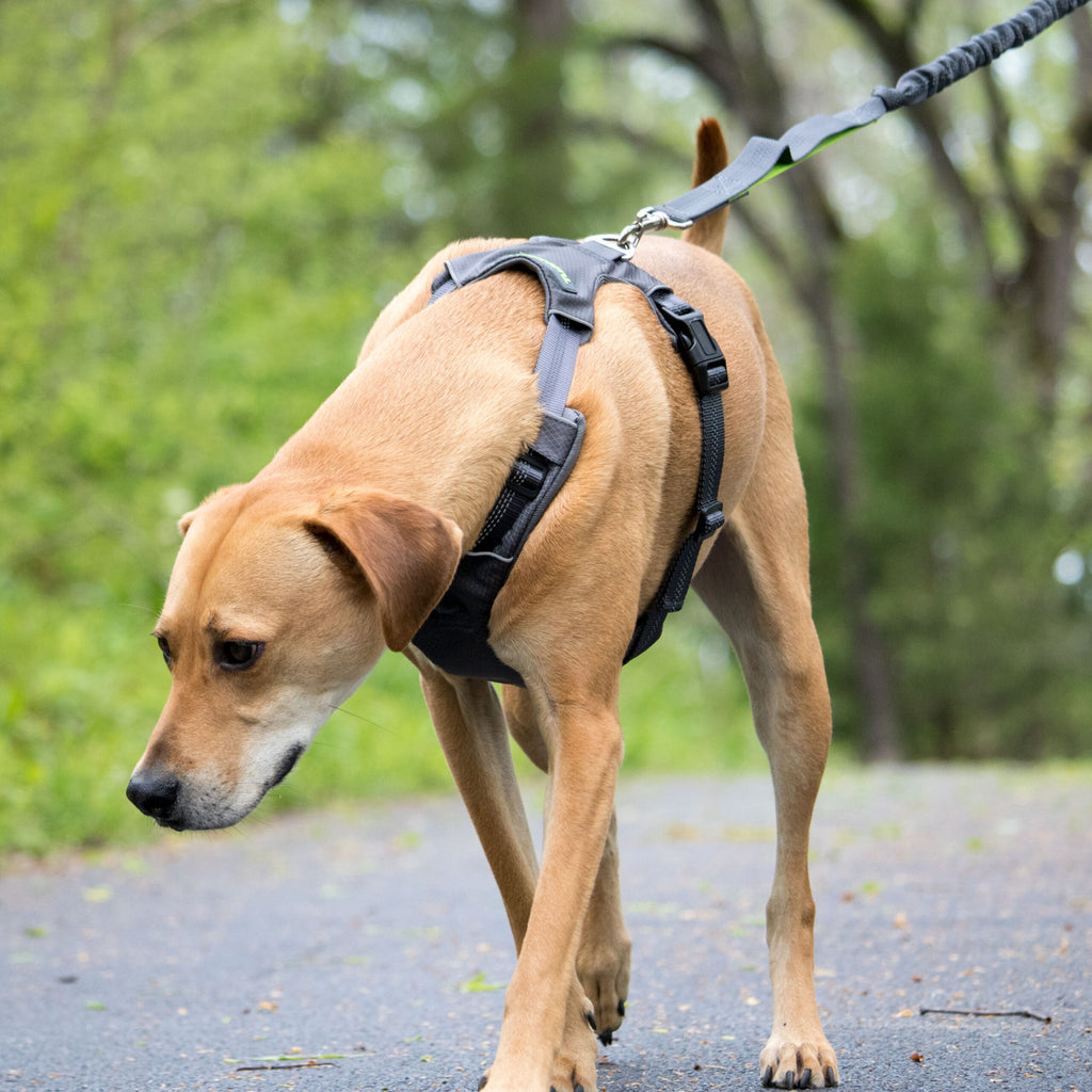 Tuff Mutt Adventure Dog Harness image 1