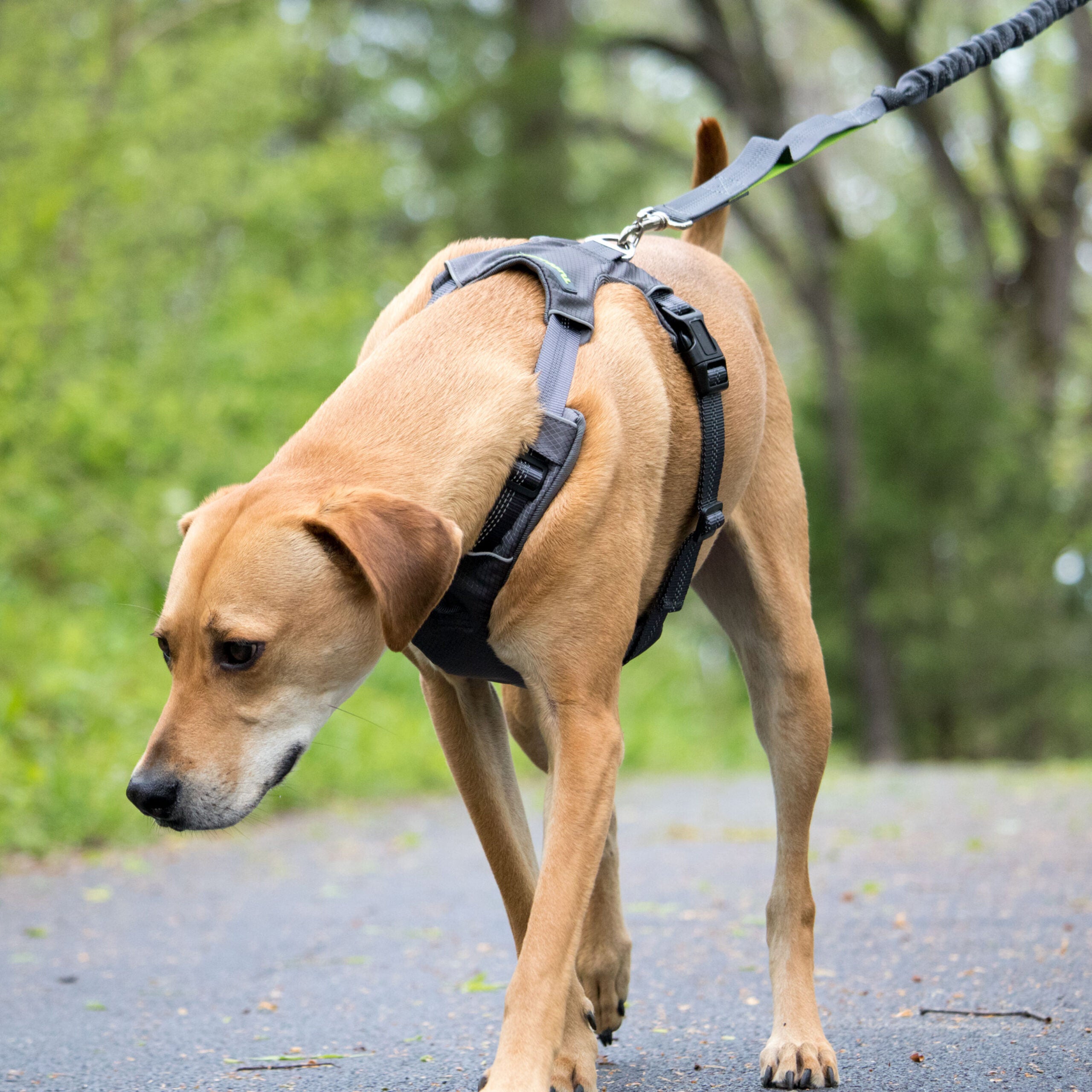 Tuff Mutt Adventure Dog Harness image 1