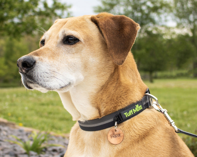 Tuff Mutt Dog Collar image 1