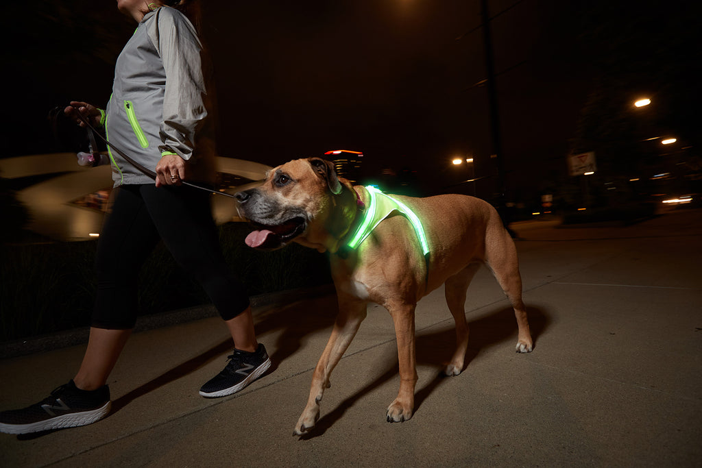 Noxgear Lighthound LED Dog Vest image 1